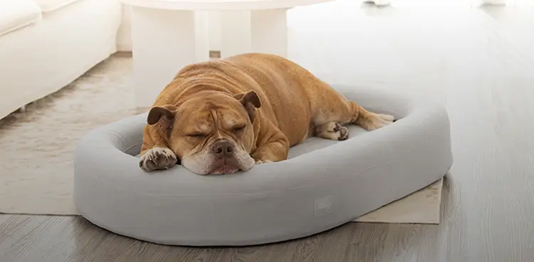 best dog beds