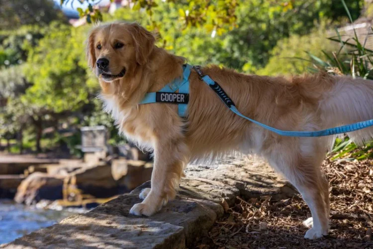 dog friendly