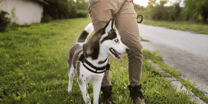 best harness for dogs that pull