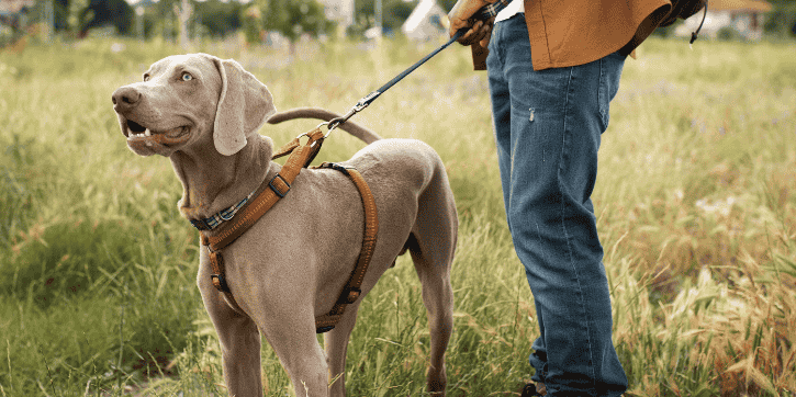 custom dog harness