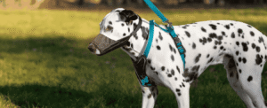 dog harness