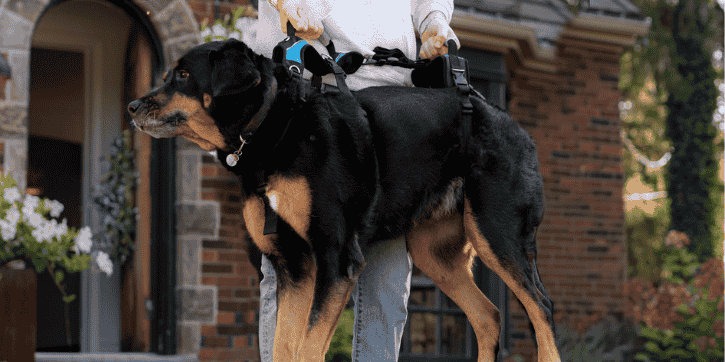 dog harness with handle